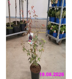 Acer palm. 'Atropurpureum' C 2,5 L
